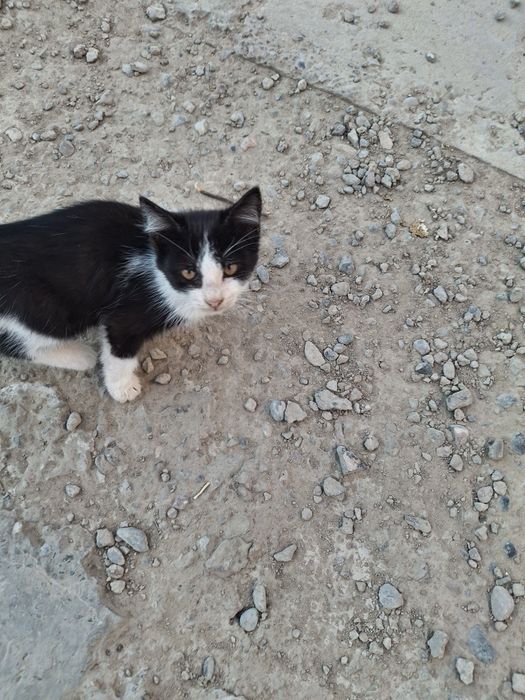 Котята, мальчик, девочка