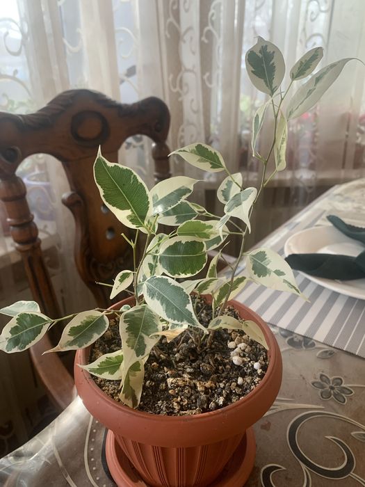 Продам комнатные цветы