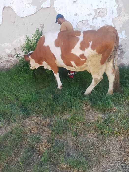 Vând vaca cu vițel
