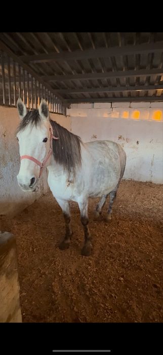 Продам Кабылу 5 лет