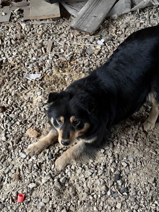 Отдам стерилизованную собачку!