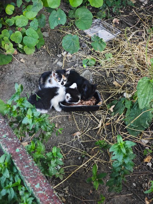 Котенца търсят дом Варна