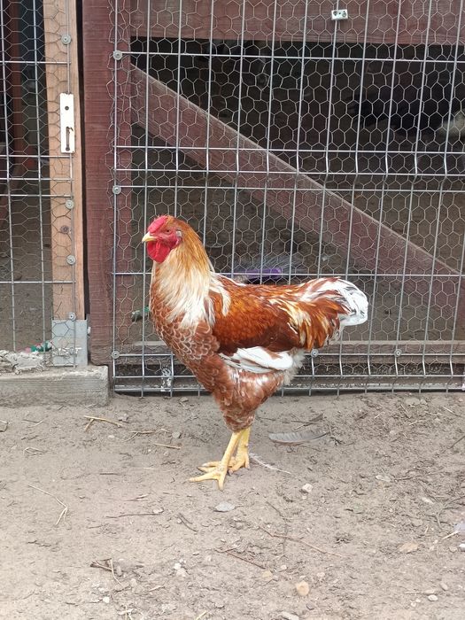 Cocosi Wyandotte 2026,  7 luni