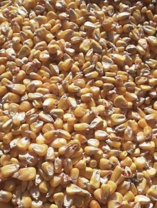 Porumb de vanzare productie 2025