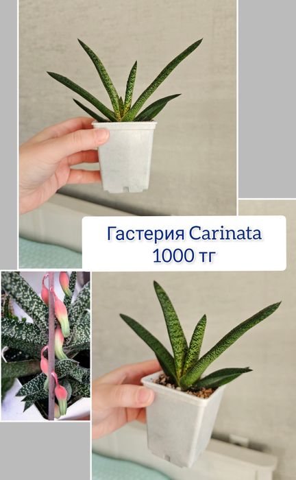 Эпипремнум церопегия комнатные цветы