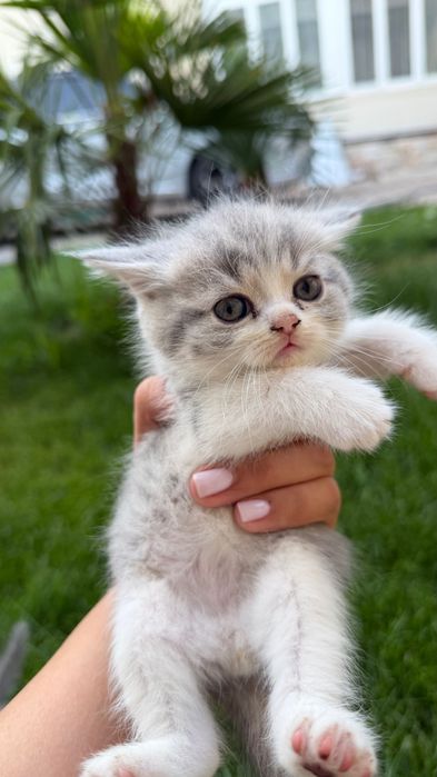 Продаются породистые котята