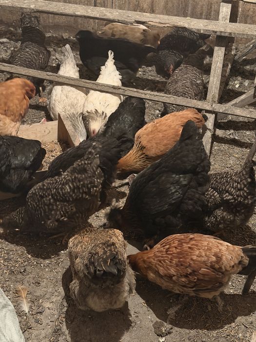 Продам курей петухов