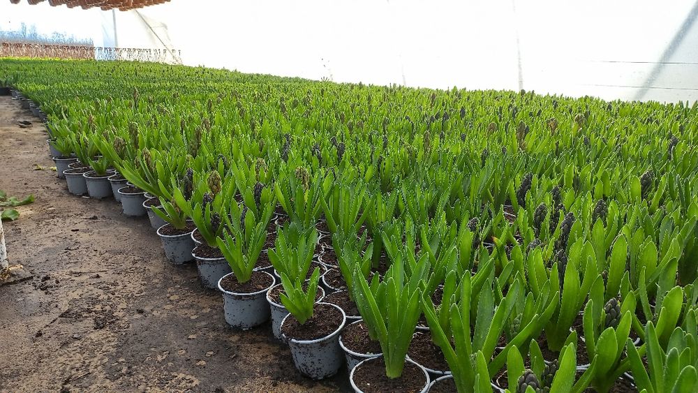 Cyclamen si zambila devenzare