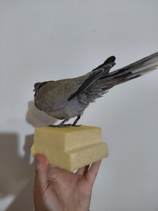 Gugustiuc impaiat, taxidermie 1