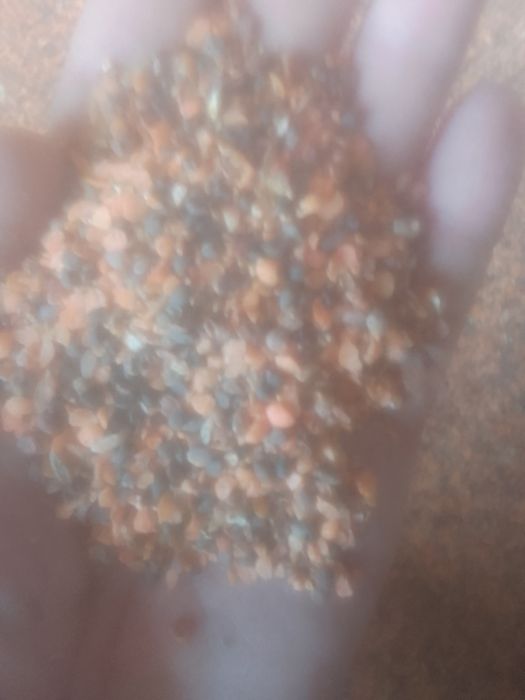 Зерноотходы сечка Гречка Чечевица