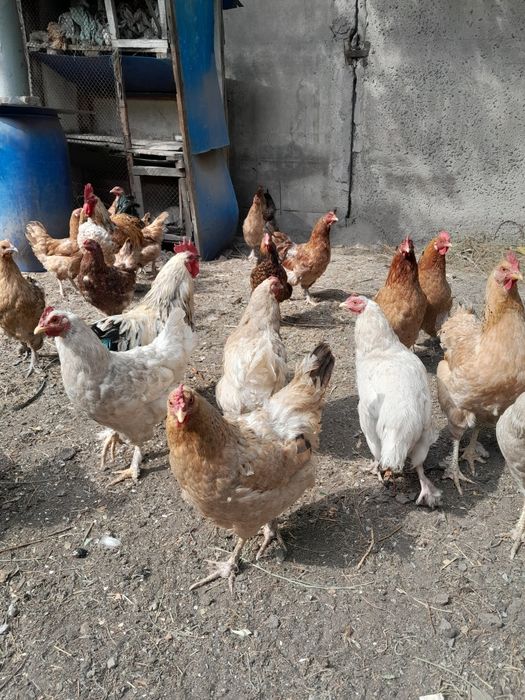 Продам курей 24шт