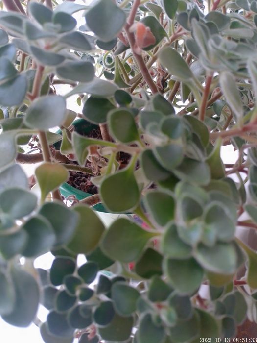 Аихризон комнатный.