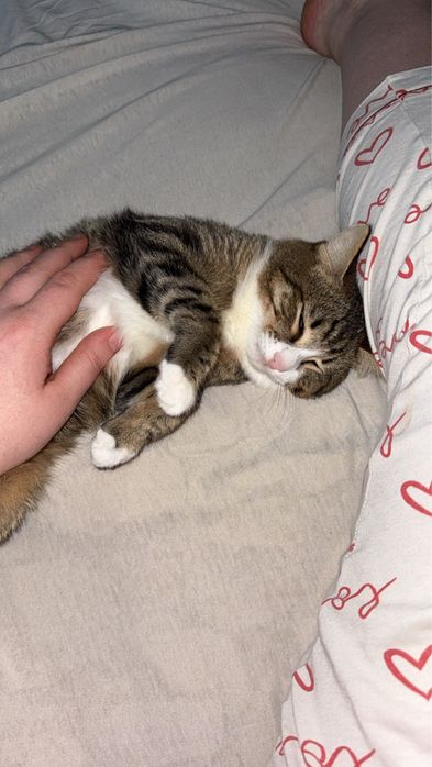 Отдам котов мальчик