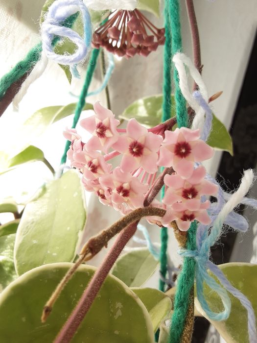 Хойя карноза ( 500-700тг)