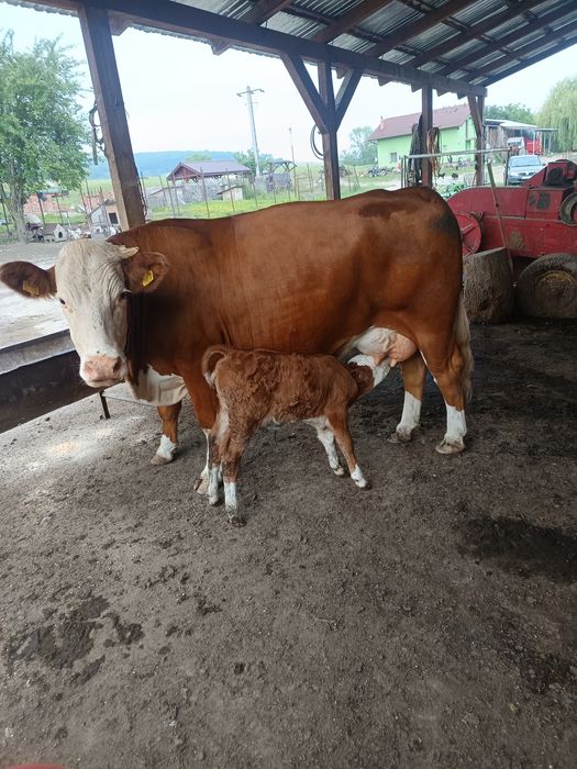Vând vițea de 2 sapamani
