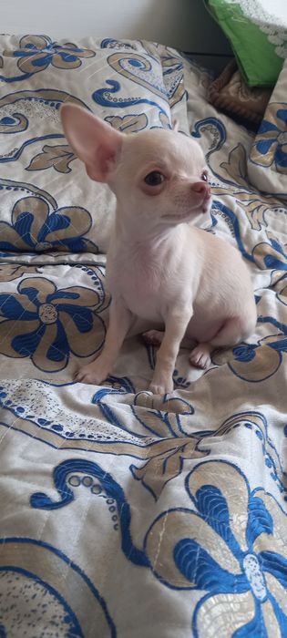 Щенки   чихуахуа