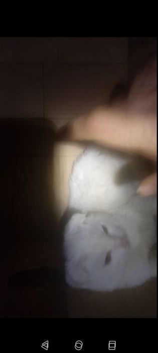 Продаются котята скотиш-фолд девочки . Белые.