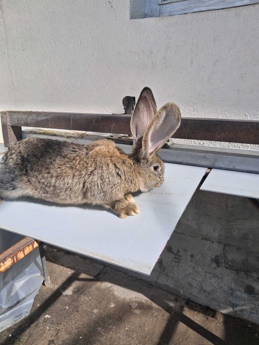 Продаютса кролики фландр великан