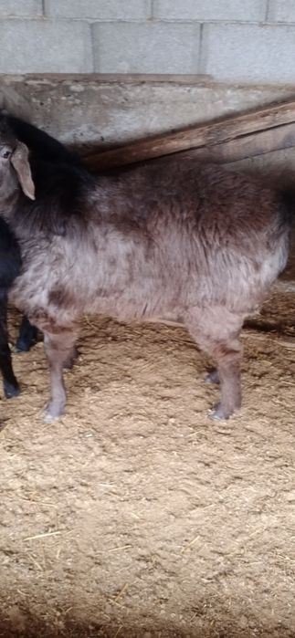 Токтылар сатылады