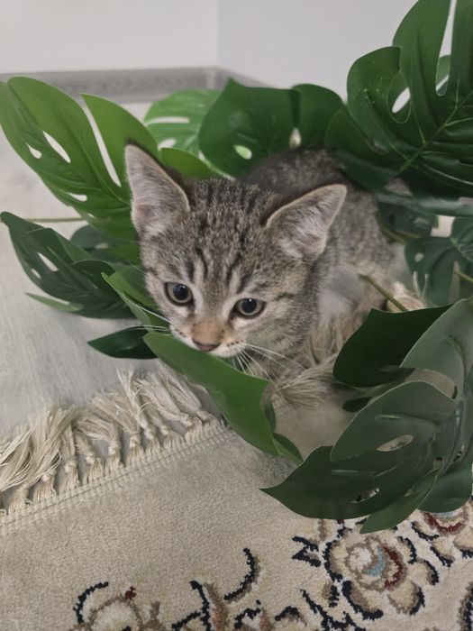 Котёнок, девочка. Возраст 2 месяца.