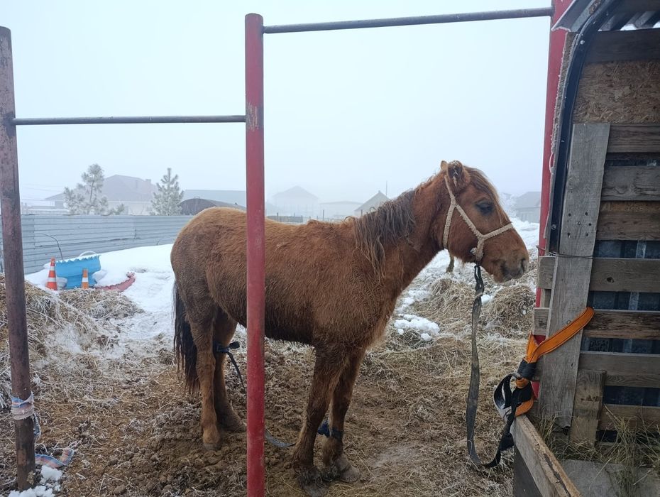 Продам в п.Талапкер байтал