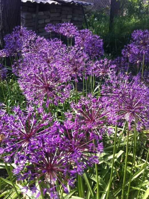 Аллиум Суворова-многолетнее луковичное  с медовым запахом соцветий
