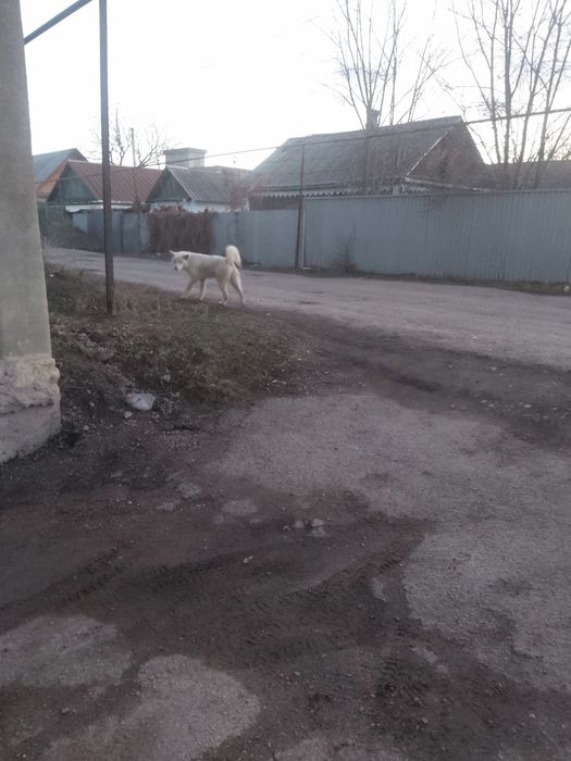 Ищет дом мальчик