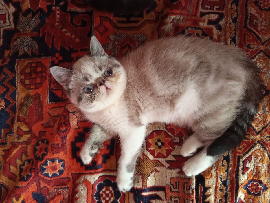 Плюшевые экзотики