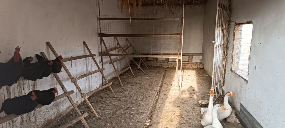 Ферма  арендага берилади мол, паранда, куй бокиш учун хамм