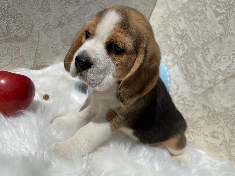 Невероятные малыши Бигля