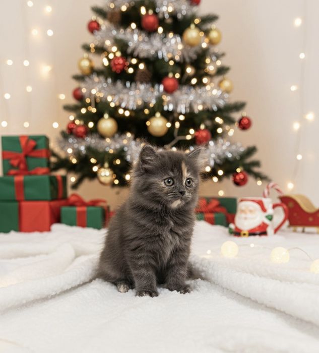 Котёнок шотладский скотиш страйт