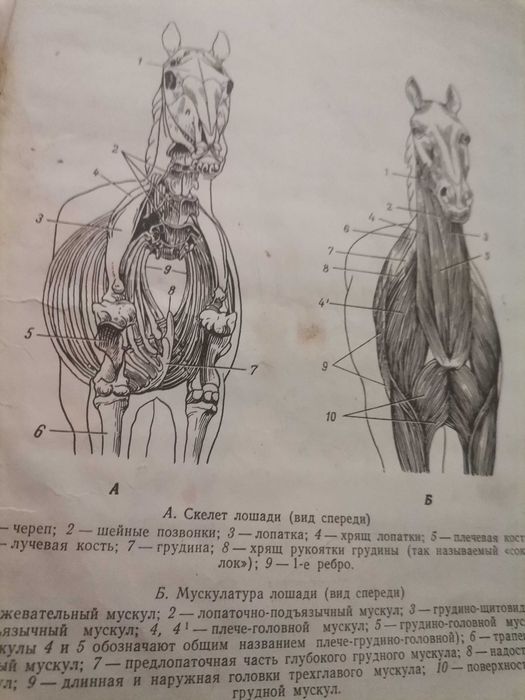 Анатомически атлас за художници
