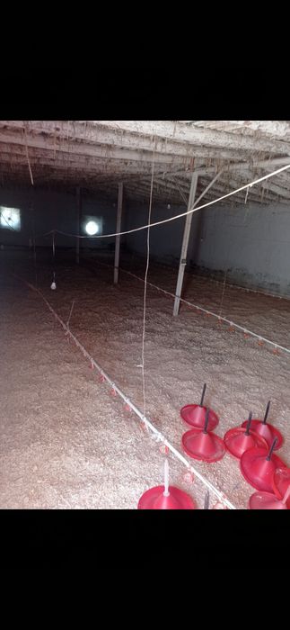 Broler boqish uchun tayor joy