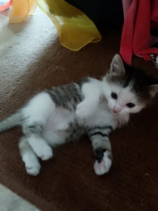 Отдам котят в добрые руки