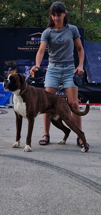 Продават се Немски Боксер