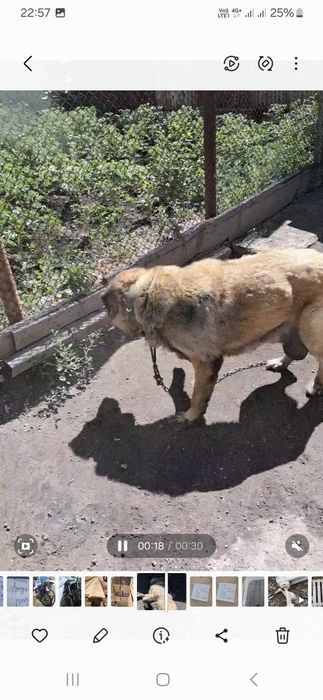 Ит кімге керек?Дарю собака.