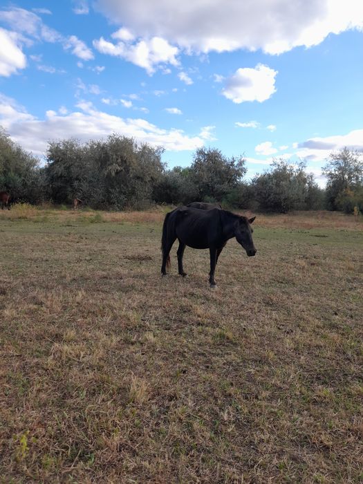 Буаз биелер сатылады