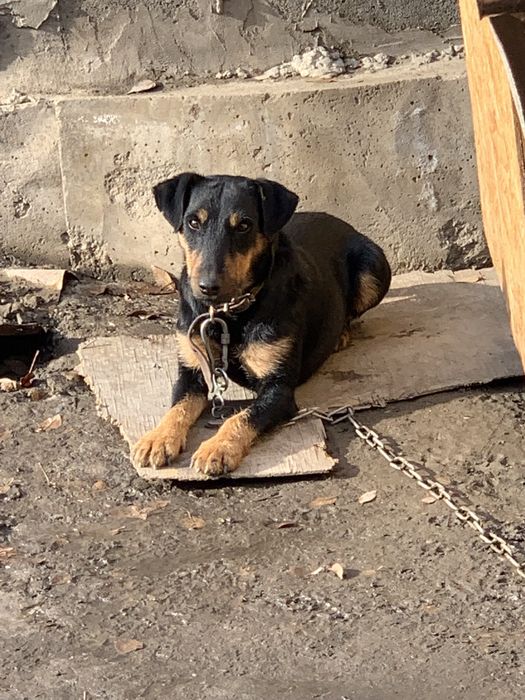 Ягдтерьер вязка!!!