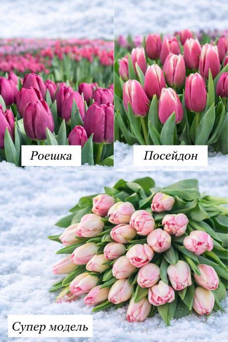 Тюльпаны цветы букеты