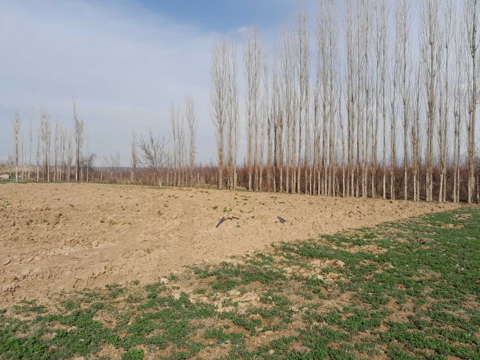 Участка сотилади 15 сотих