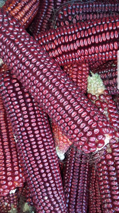 Porumb rosu porumbei 20kg per comanda