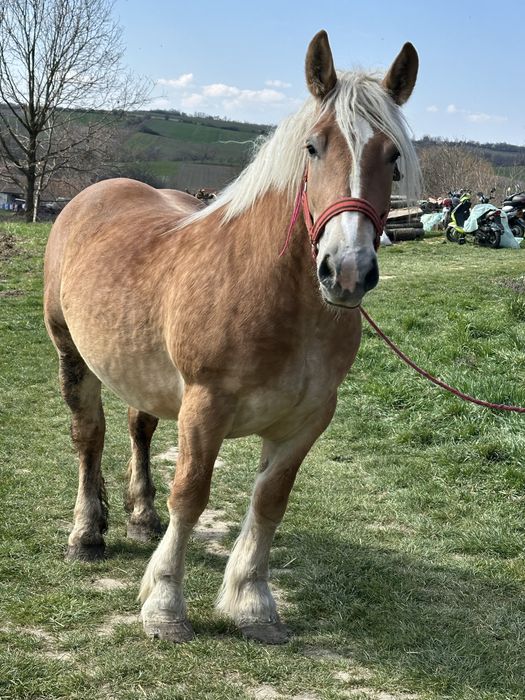 Vand manza de 3 ani gestanta