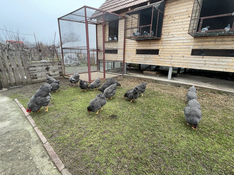 Vand ouă Plymouth Rock Barat