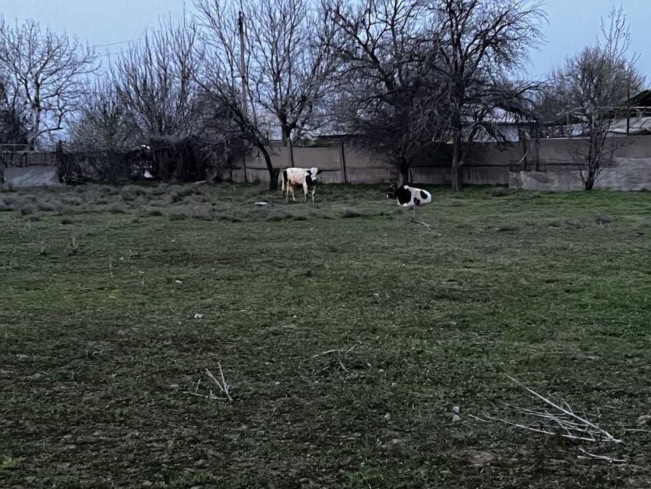 Noturar er binolari bn sotiladi er maydoni 2.5 gektar