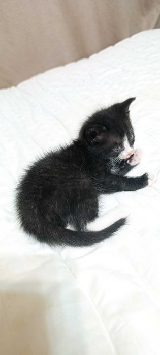 Котёнок, девочка. Самовывоз г. Талгар.