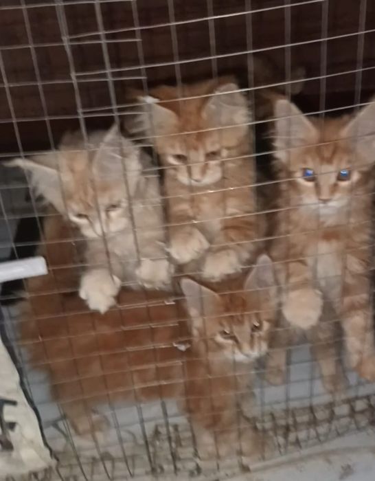 Котята срочно продам
