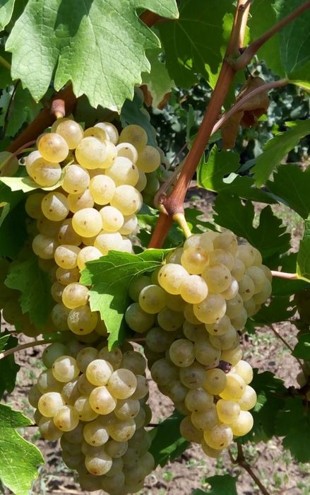 Produc butasi vita de vie altoita anul 3