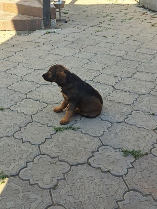 Отдам щенков в хорошие руки