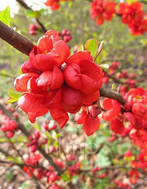 Японска дюля - Цидония