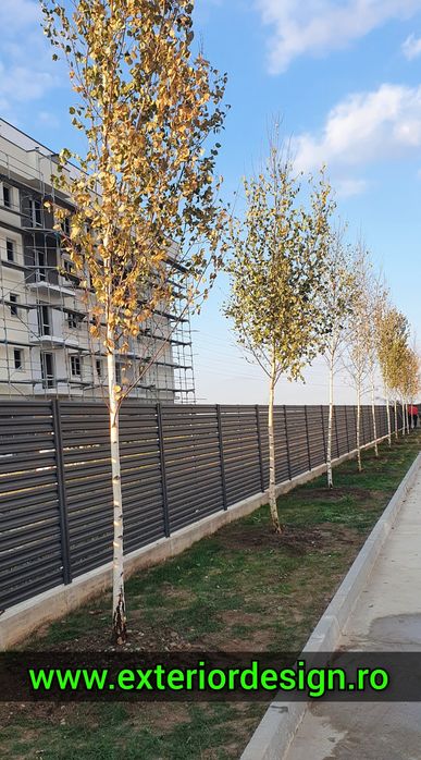 Mesteacăn mutitulpinar sau cu o singura tulpina, coaja albă en-gross